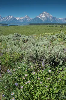 Wildflowers and Grand Tetons, Lunch Tree Hill, Grand Teton National Park, Wyoming, Usa