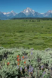 Images Dated 25th April 2022: Wildflowers and Grand Tetons, Lunch Tree Hill, Grand Teton National Park, Wyoming, Usa