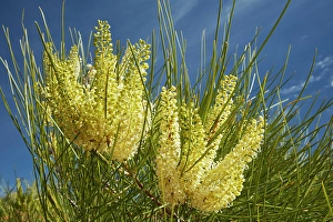 Annual Prints: Wildflowers (Grevillea species), Munga-Thirri National Park, Australia