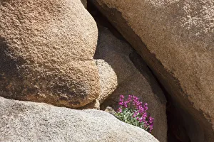 Exploration Prints: Wildflowers growning in Joshua Tree National Park, California