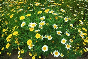 Ventura County Prints: Wildflowers in Harmon Canyon Preserve, Ventura, California, USA