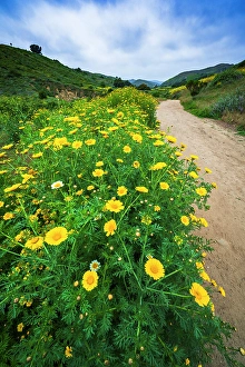 Path Prints: Wildflowers in Harmon Canyon Preserve, Ventura, California, USA