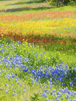 Images Dated 31st March 2017: Wildflowers along Highway 29 between Llano and Buchanan Dam, Texas Hill Country