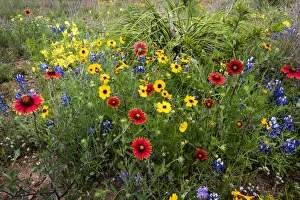 Mason County Prints: Wildflowers including Slender Greenthread and Firewheel