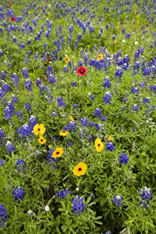 Cover Prints: Wildflowers including Texas Bluebonnets (Lupinus texensis