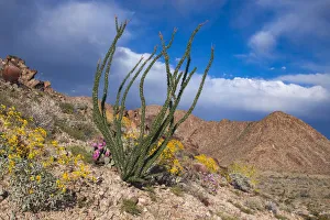 Colorado Desert Prints: Wildflowers, Joshua Tree National Park, California