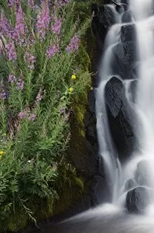 Images Dated 17th June 2007: Wildflowers along Kings Creek, Lassen Volcanic National Park, Mount Lassen, California