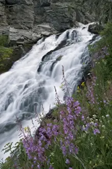 Wildflowers along Kings Creek, Lassen Volcanic National Park, Mount Lassen, California