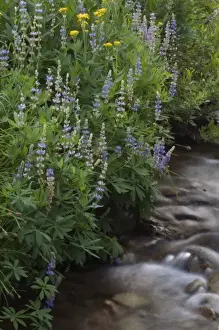 Images Dated 17th June 2007: Wildflowers along Kings Creek, Lassen Volcanic National Park, Mount Lassen, California
