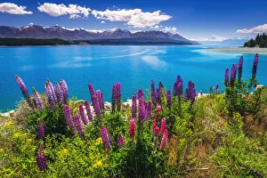 Polynesia Prints: Wildflowers at Lake Pukaki in the Southern Alps, Canterbury, South Island, New Zealand