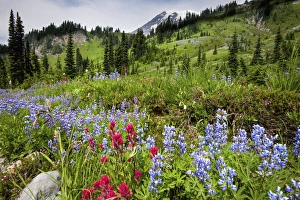 Natural Beauty Prints: Wildflowers on meadows. Mount Rainier National Park, Washington. US