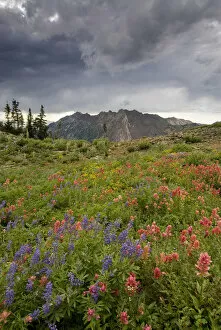 Images Dated 6th August 2006: Wildflowers and Mount Superior, Alta Ski Resort, Uinta -Wasatch- Cache National Forest