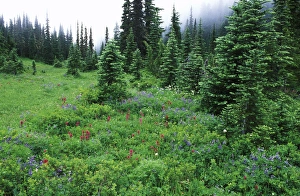 Images Dated 10th September 2009: Wildflowers, Mt. Rainier NP, WA, USA
