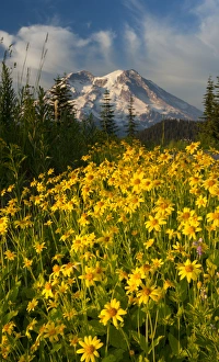 Ecosystem Prints: Wildflowers and Mt. Rainier, Washington, USA (Not available for prints, posters