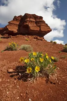 Wildflowers (mule ears) and red soil on sphinx-like rock formation in northern Wyoming