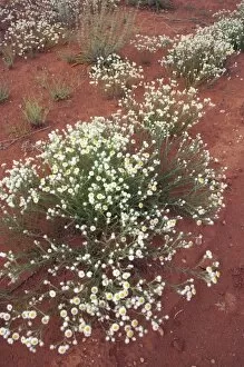 Images Dated 13th September 2006: Wildflowers, Outback, New South Wales, Australia