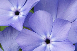 Images Dated 5th April 2006: Wildflowers, Ponca Low Water Bridge, Buffalo National River, Arkansas
