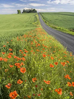 Poppy Prints: Wildflowers and poppies blooming along side a rural road in the Palouse