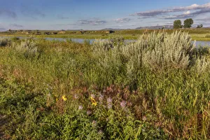 Images Dated 30th June 2018: Wildflowers along the Powder River in Custer County, Montana, USA