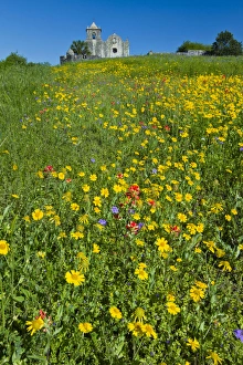 Images Dated 22nd March 2012: Wildflowers at Presidio La Bahia, Goliad, Texas