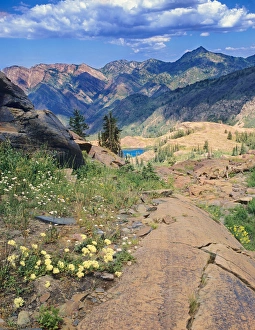 Wasatch Prints: Wildflowers & Quartzite from above Lake Blanche