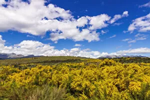 Australia Collection: Wildflowers on rolling hills above Lake Te Anau, South Island, New Zealand