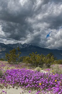 Images Dated 20th March 2019: Wildflowers, San Jacinto Mountain, Palm Springs California