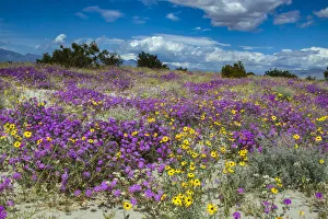 Colorado Desert Prints: Wildflowers, San Jacinto Mountain, Palm Springs California