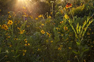 Kinney Co Prints: Wildflowers at sunset