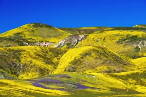 Wildflowers in the Temblor Range, Carrizo Plain National Monument, California, USA