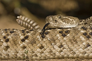 Danger Prints: Willacy Co. ranch, south Texas, April, Diamondback Rattlesnake (Crotalus atrox) coiled