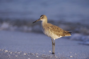 Willet, Catoptrophorus semipalmatus, adult winter plumage, Sanibel Island, Florida