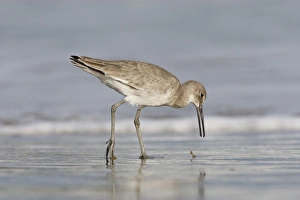 Images Dated 28th October 2008: Willet (Catoptrophorus semipalmatus) feeding in surg, Gulf of Mexico, Texas, USA