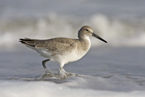 Willet Prints: Willet (Catoptrophorus semipalmatus) feeding in surg, Gulf of Mexico, Texas, USA