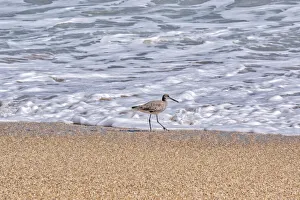 Sandpiper Prints: Willet looking for food at the beach
