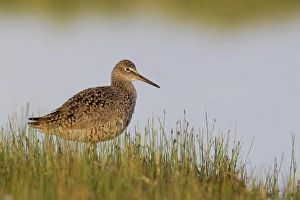 Willet Prints: Willet; Moring Light