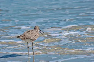 Shorebird Prints: Willet, sandpiper wading in ocean