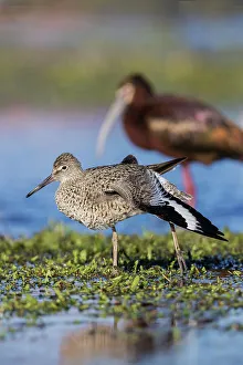 Shorebird Prints: Willet stretching