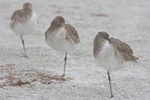 Images Dated 11th August 2015: Willets, Catoptrophorus semipalmatus, at Fort De Soto Park in Pinellas County, Florida