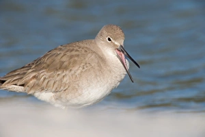 Migrate Prints: Willets, Catoptrophorus semipalmatus, at Fort De Soto Park in Pinellas County, Florida