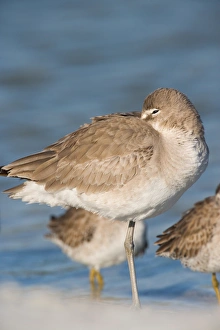 Images Dated 11th August 2015: Willets, Catoptrophorus semipalmatus, at Fort De Soto Park in Pinellas County, Florida