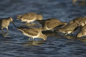 Images Dated 11th February 2006: willets, Catoptrophorus semipalmatus, feeding on crustaceans and invertebrates in