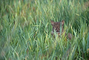 North West Prints: William L. Finley National Wildife Refuge, Oreogn, a Bobcat (Lynx rufus) hunting