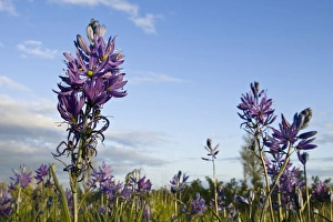 Low Angle View Prints: William L. Finley National Wildlife Refuge, Oregon, Camas on the prairie