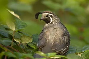William L. Finley National WIldlife Refuge, Oregon, a California Quail (Callipepla
