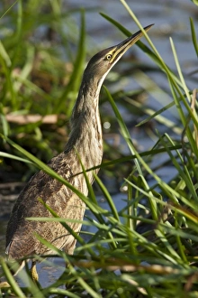 Images Dated 21st August 2005: William L. Finley National Wildlife Refuge, an American Bittern (Botaurus lentiginosus)