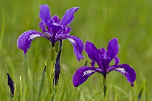 Images Dated 3rd May 2008: William L. Finley National Wildlife Refuge, Oregon, Tough leaved Iris (Iris tenax)