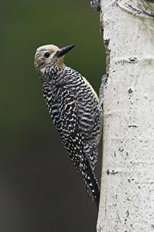 Williamsons Sapsucker, Sphyrapicus thyroideus, adult female at nesting cavity in aspen tree