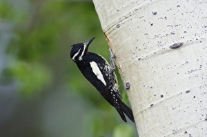 Images Dated 21st June 2007: Williamsons Sapsucker, Sphyrapicus thyroideus, adult male at nesting cavity in aspen tree