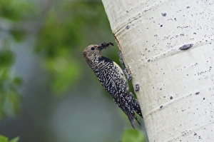 Images Dated 21st June 2007: Williamsons Sapsucker, Sphyrapicus thyroideus, adult female with ant prey at